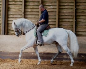 Sevilhano 2014-1.jpg